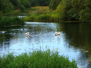 Two swans swimming on a calm river surrounded by greenery.