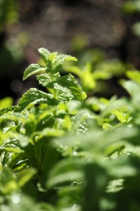 Close-up of fresh green mint leaves in natural sunlight.