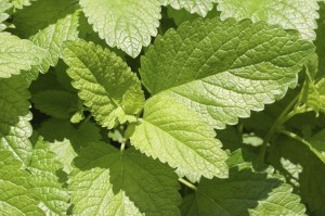 Close-up of green nettle leaves with serrated edges.