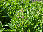 Comfrey Leaf Herbal Infusion, Comfrey Leaf Infusion