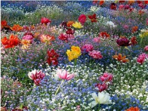 Planting seeds in the garden of co-creation is a process Blue speaker icon symbolizing sound or volume.